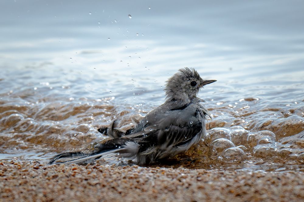 Фотография автора Roman Grinev