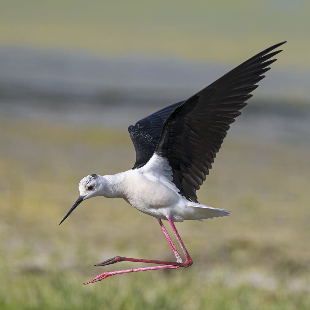 Himantopus himantopus in flight