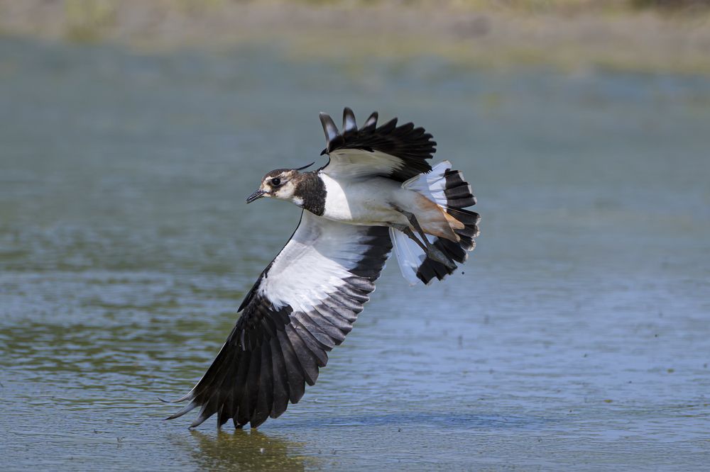 Lapwig in flight