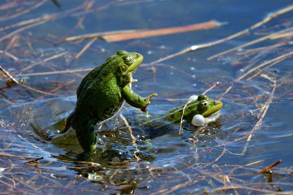 Photograph by Корнейчук Игорь