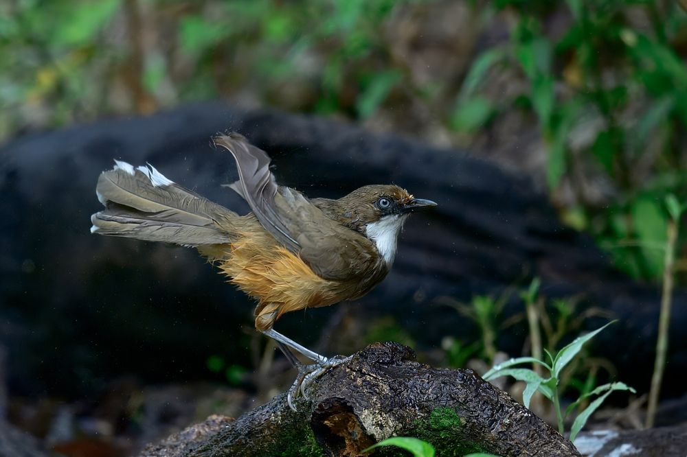 White-throated laughingthrush