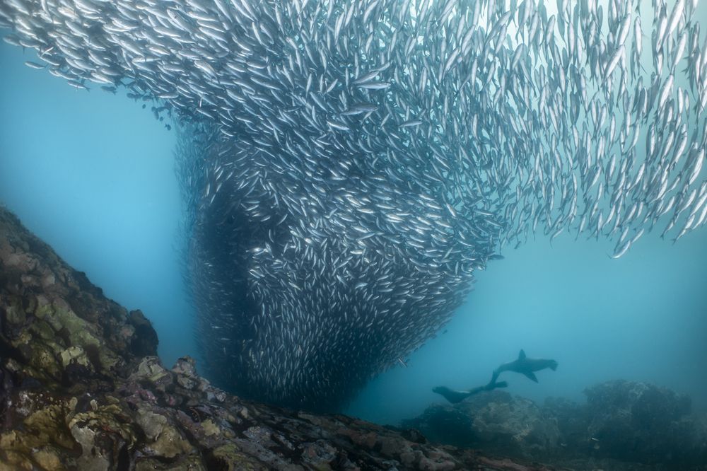 Фотография автора Fabi Fregonesi