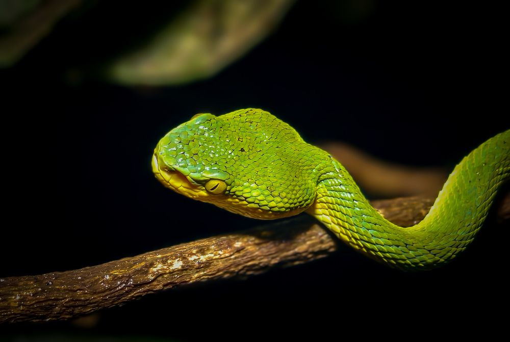 Photograph by Vikrant Khedekar
