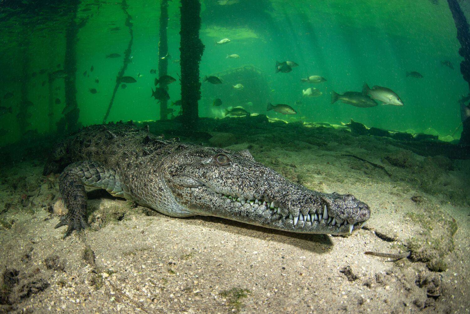 Under the Dock Under the Dock