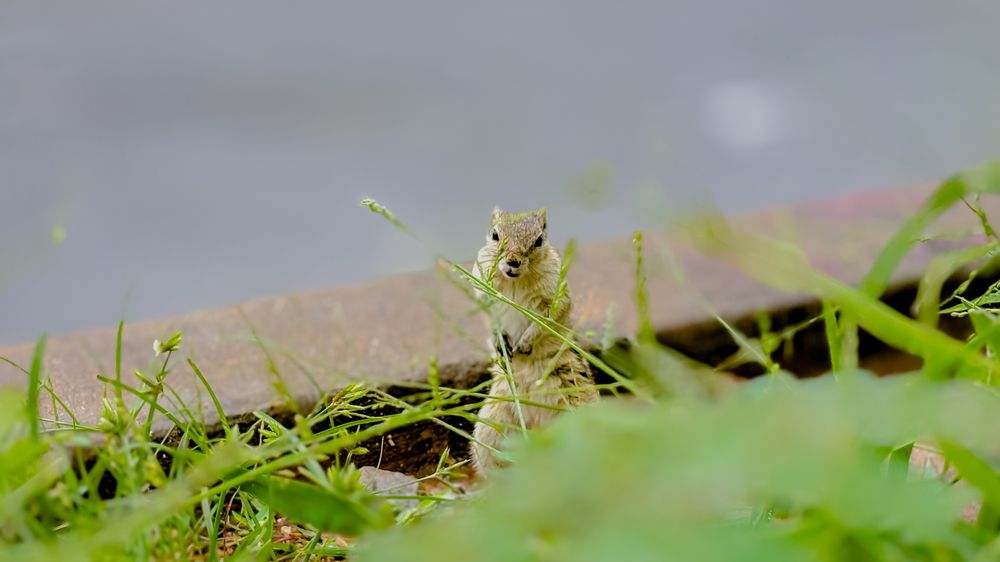 Photograph by Venu Peyyala