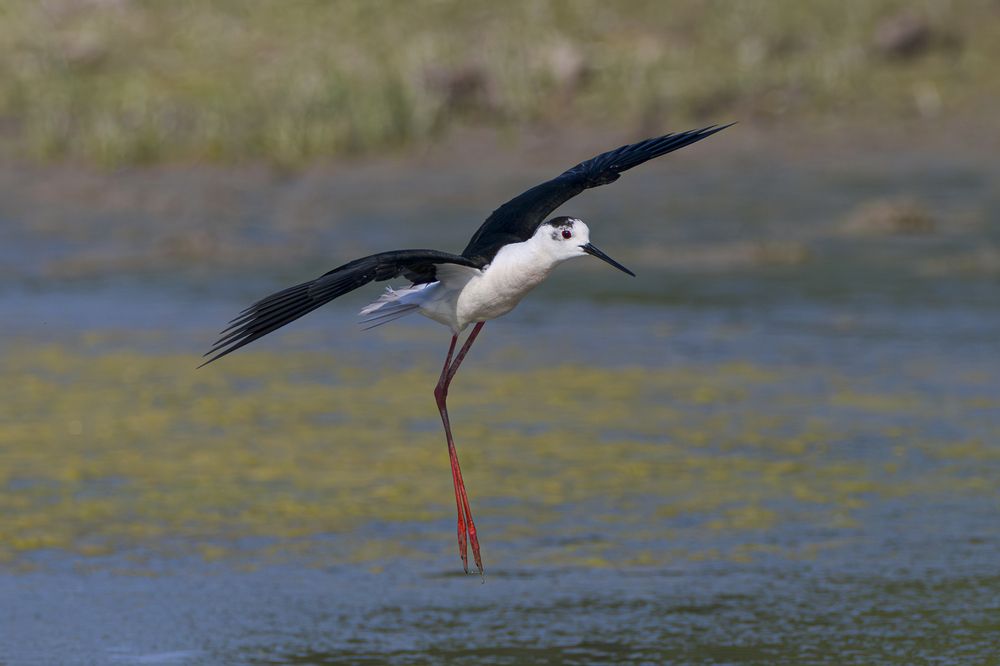 Himantopus himantopus on the water\'s edge