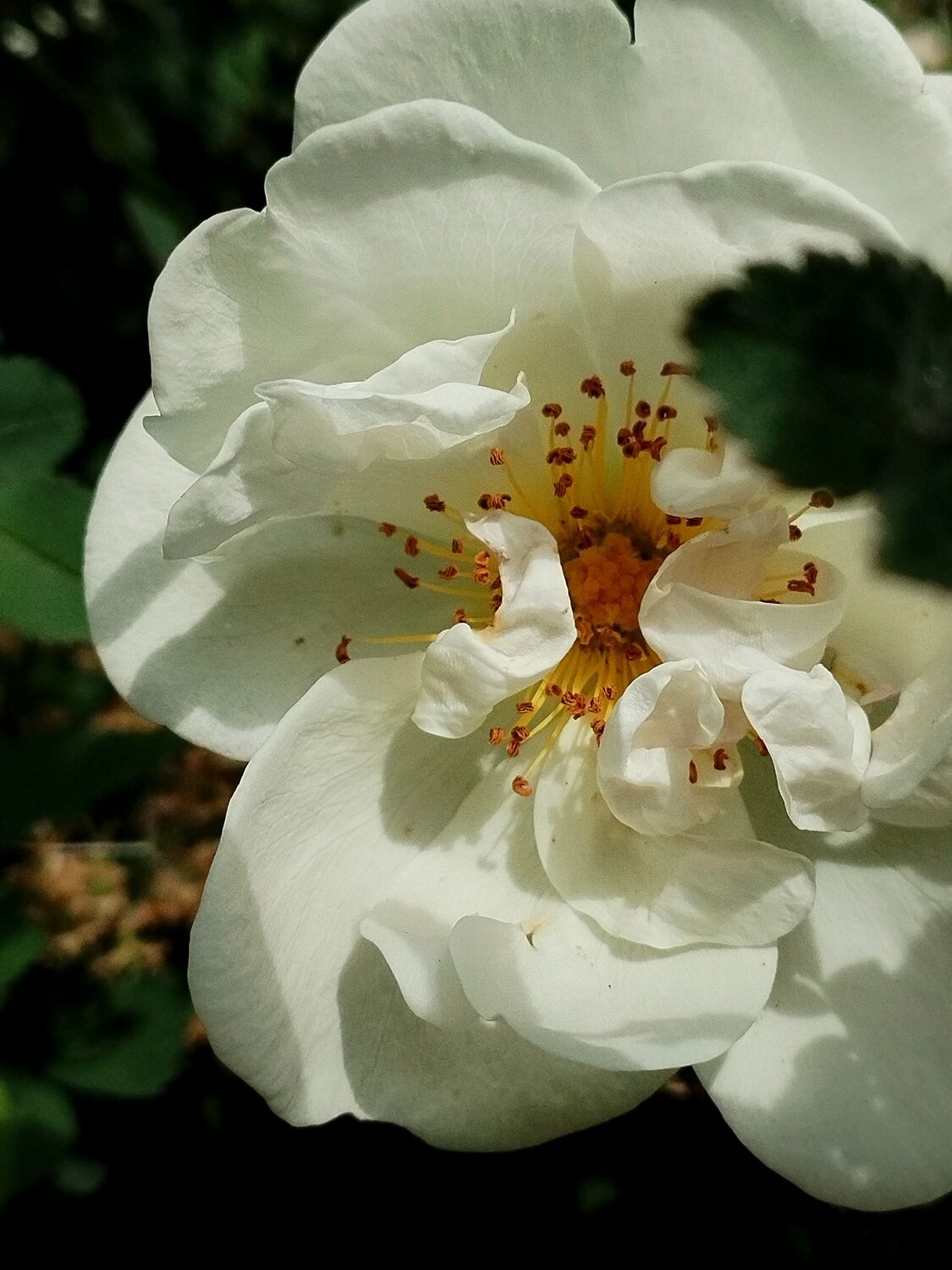 Photo #12383955