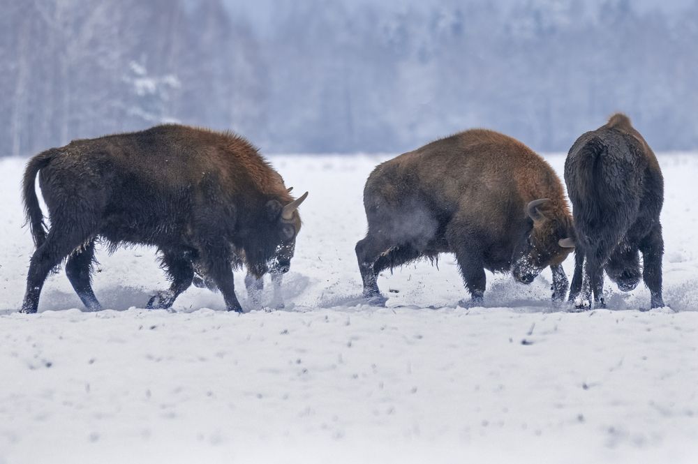 Photograph by Валерия Трейтяк