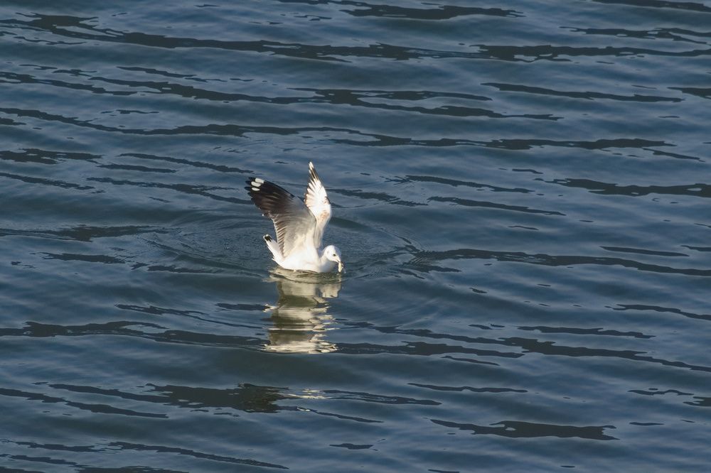 Photograph by Guillermo Topp