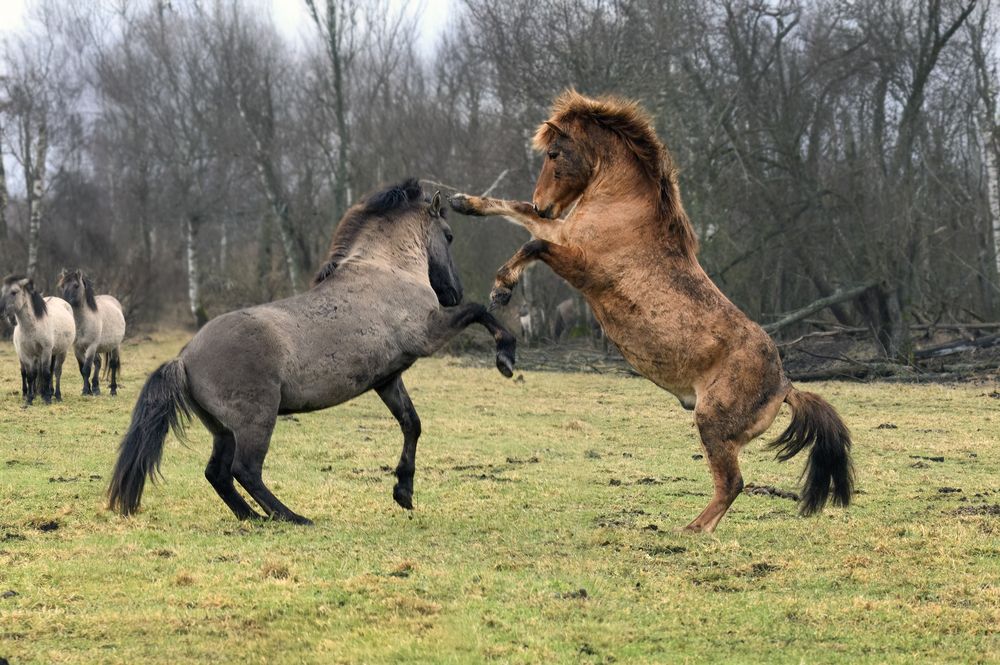 Photograph by Валерия Трейтяк