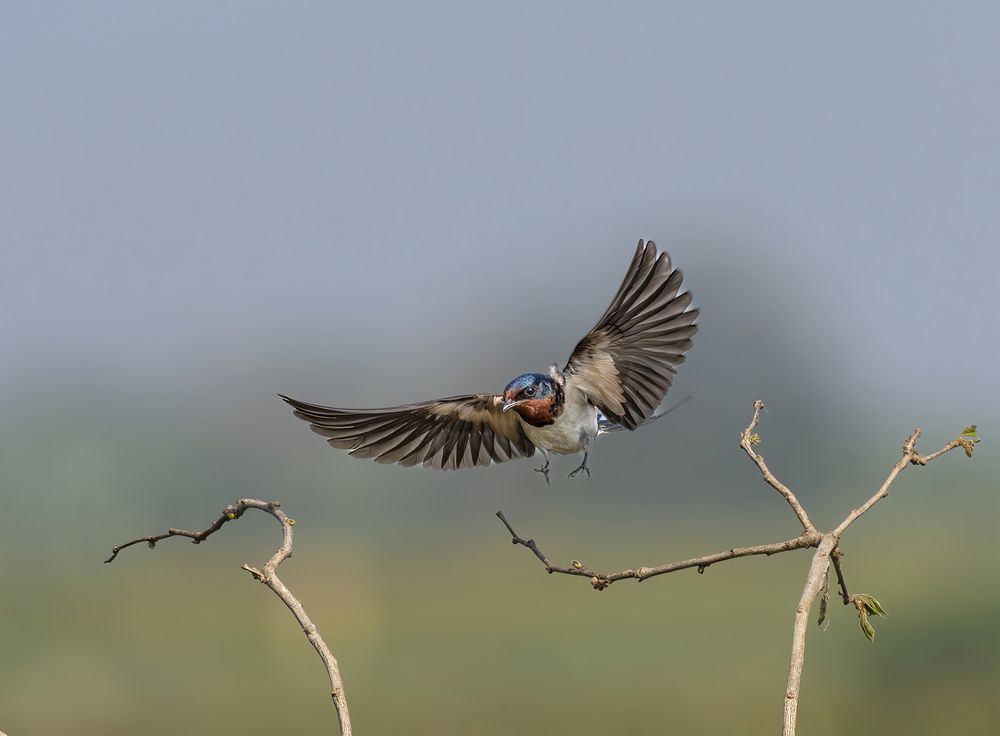 Barn Swallow in Action