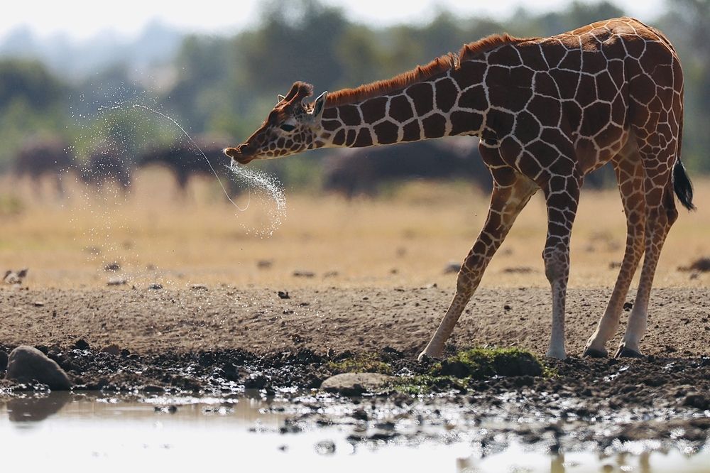 Глоток воды
