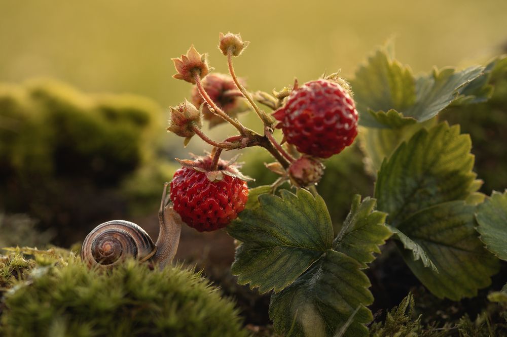 Поцелуй улитки