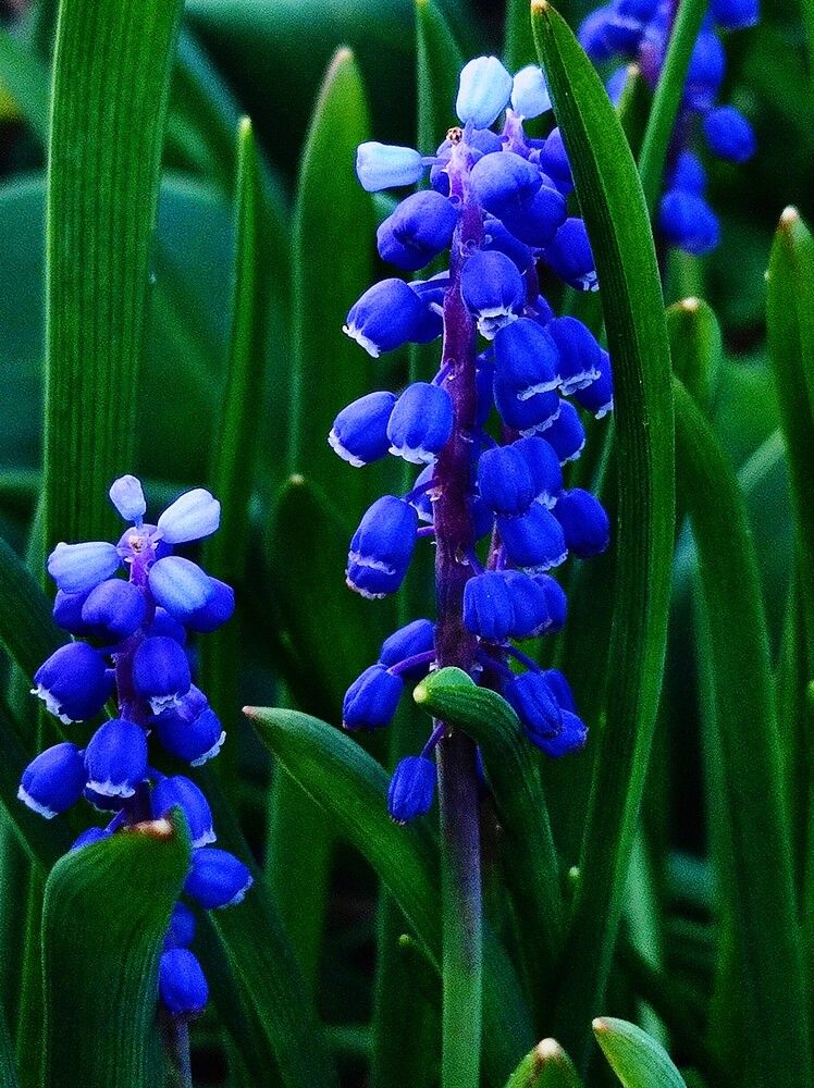 Фотография автора Рузинова Елена