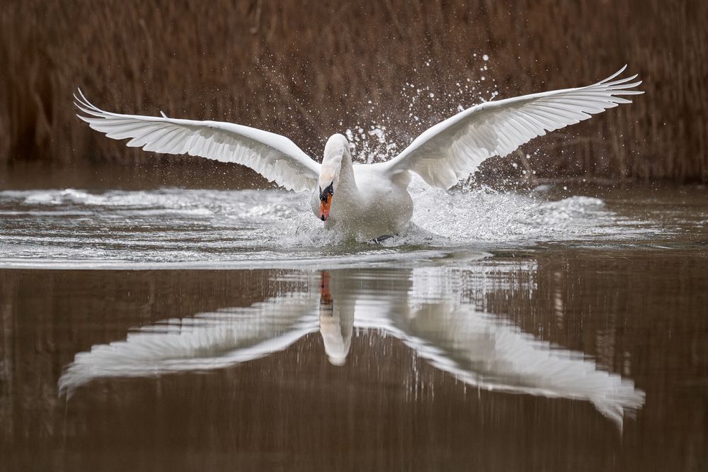 Photograph by Krisztián Csalami