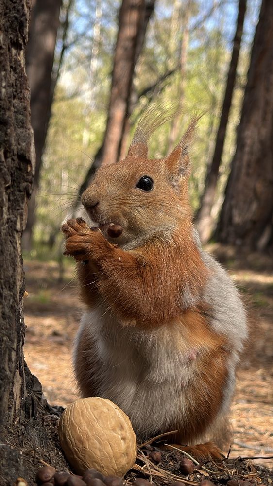 Обед белочки