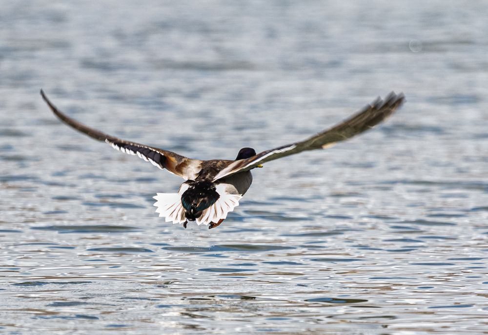 Фотография автора Наволокин Михаил