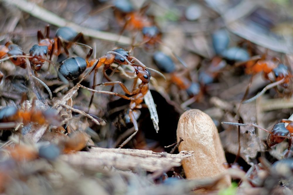 Photograph by Михаил Косолапов