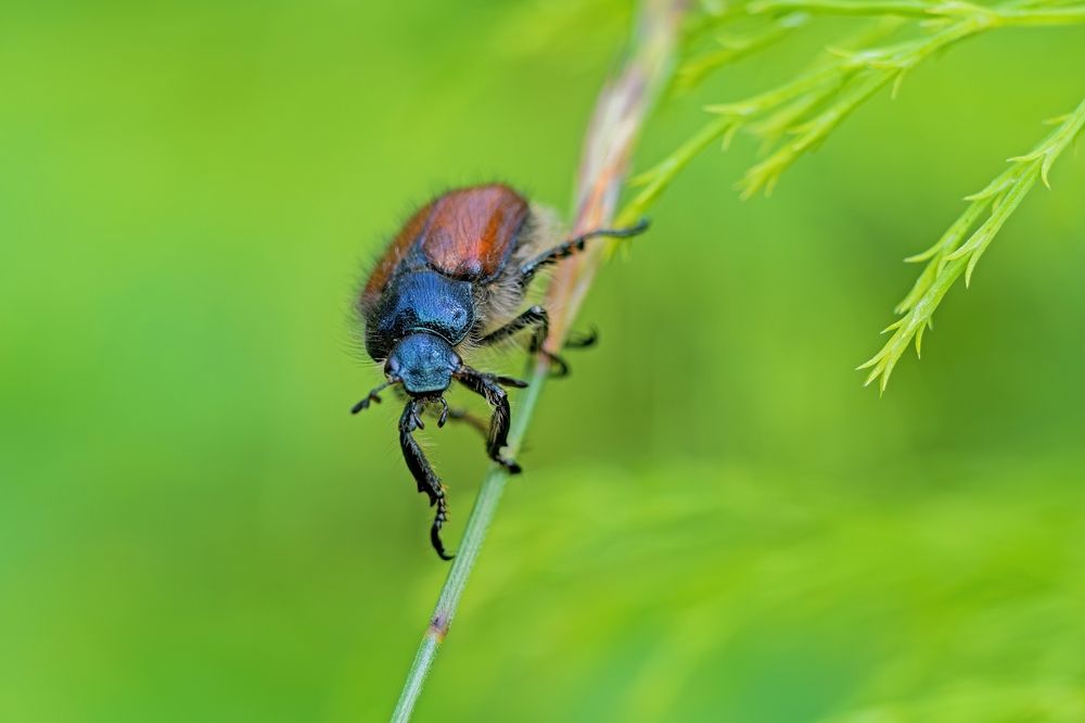 Photograph by Михаил Косолапов