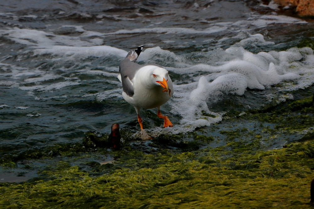Photograph by Ernest Spiteri Gonzi