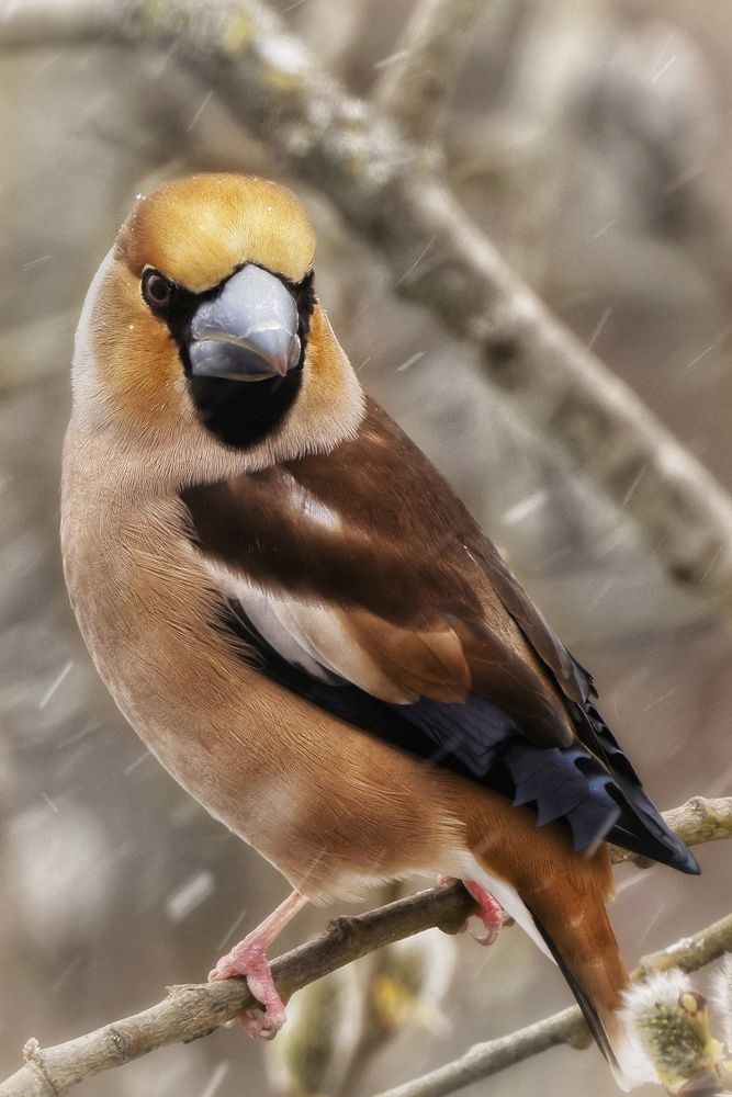 Photograph by Микрокосмос Владимир