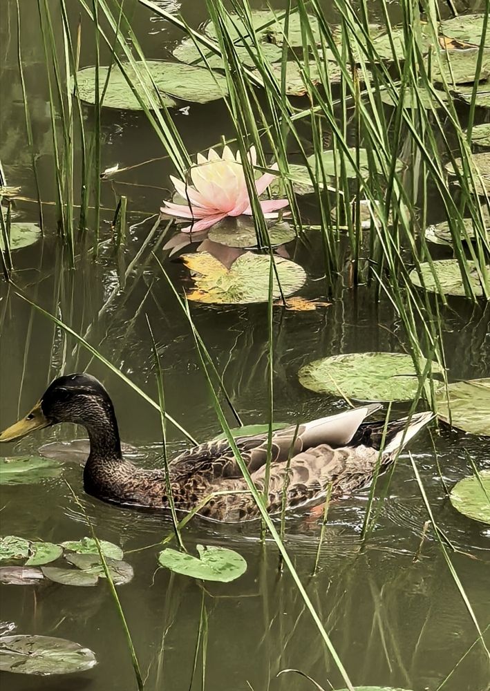 Photograph by Sergey Kurkov-Tarkovsky