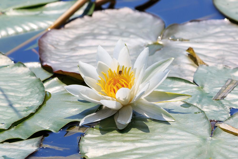 Photograph by Максим Шелякин