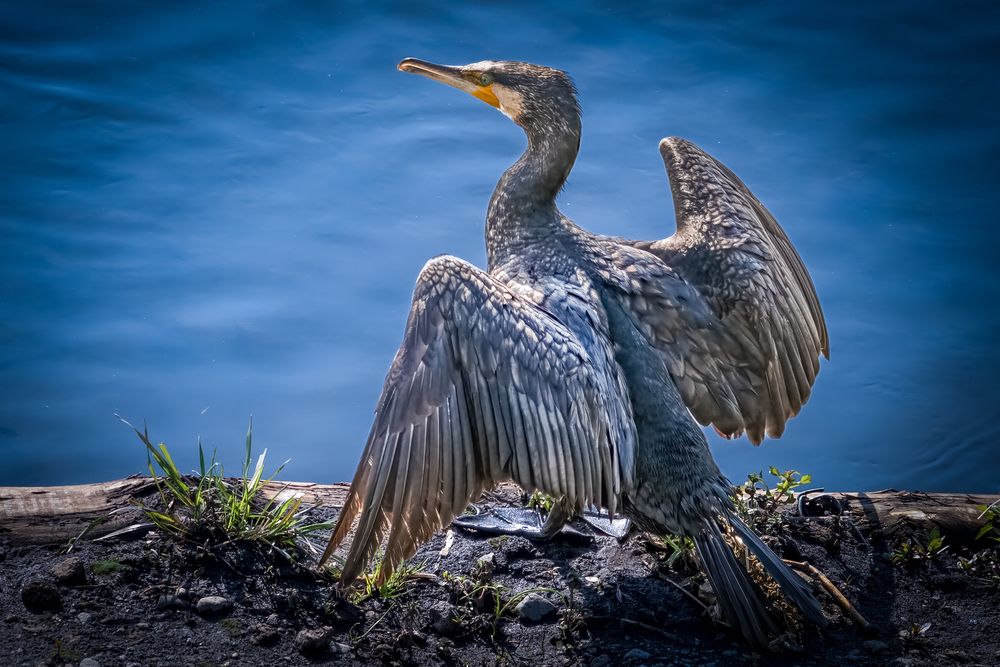 Photograph by Suzuki Ryuta