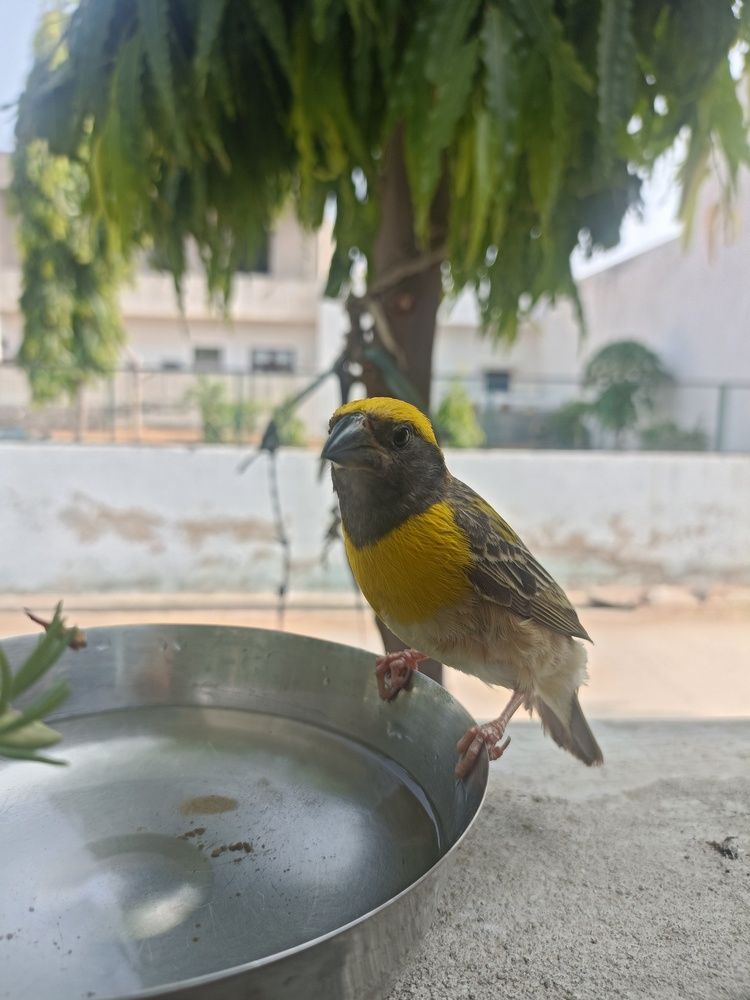 Weaver Bird