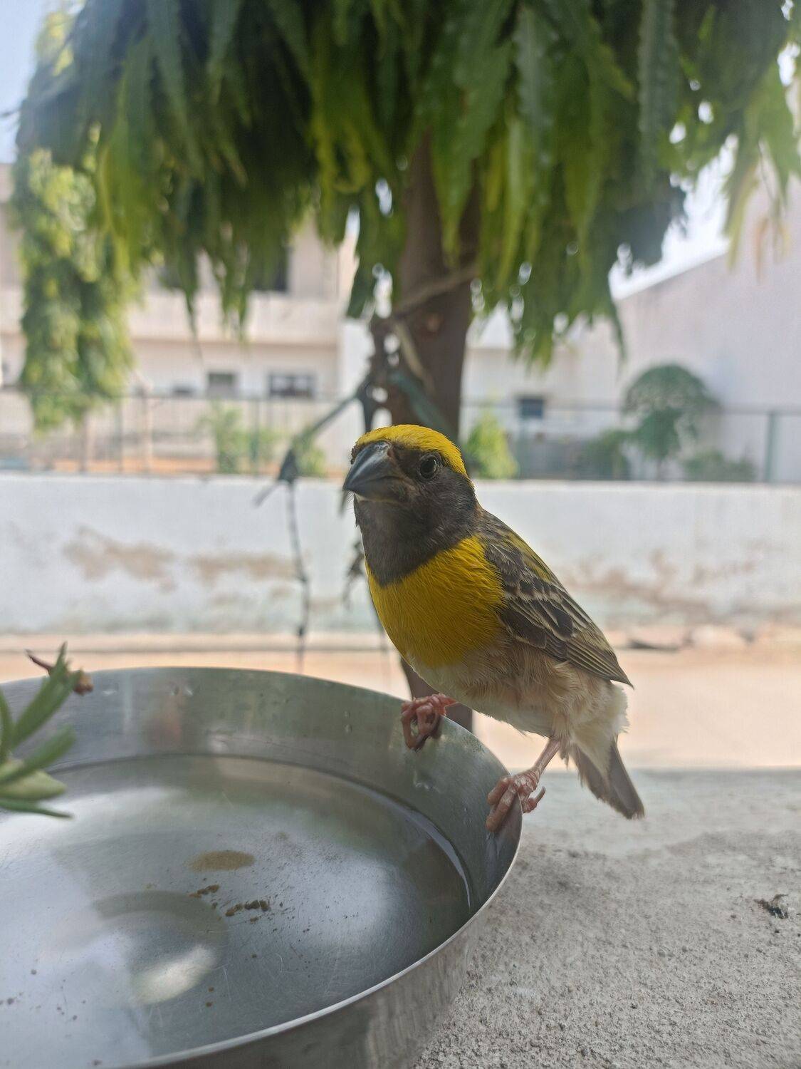 Weaver Bird