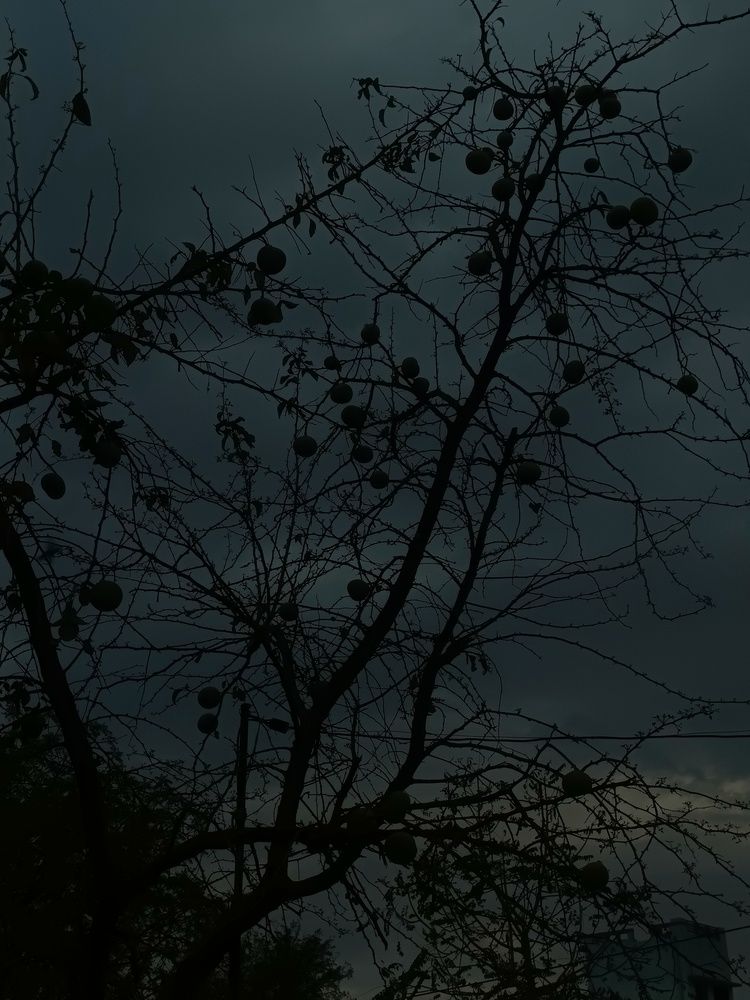Nightscape with Illuminated Tree