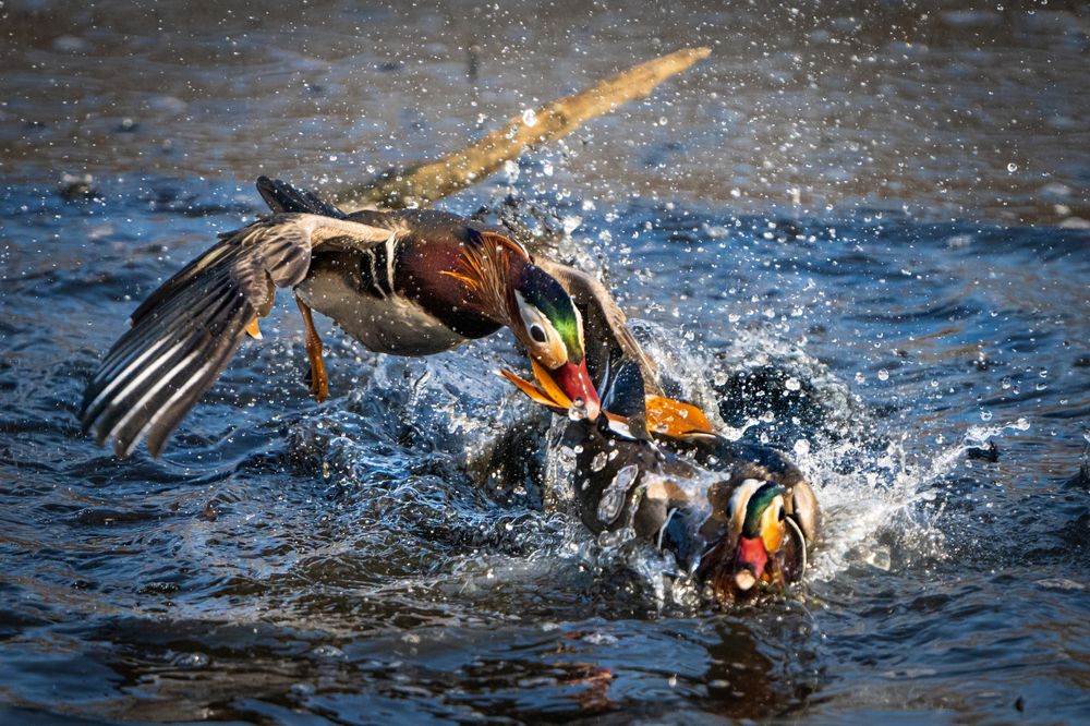 Photograph by Ольга Мусиенко