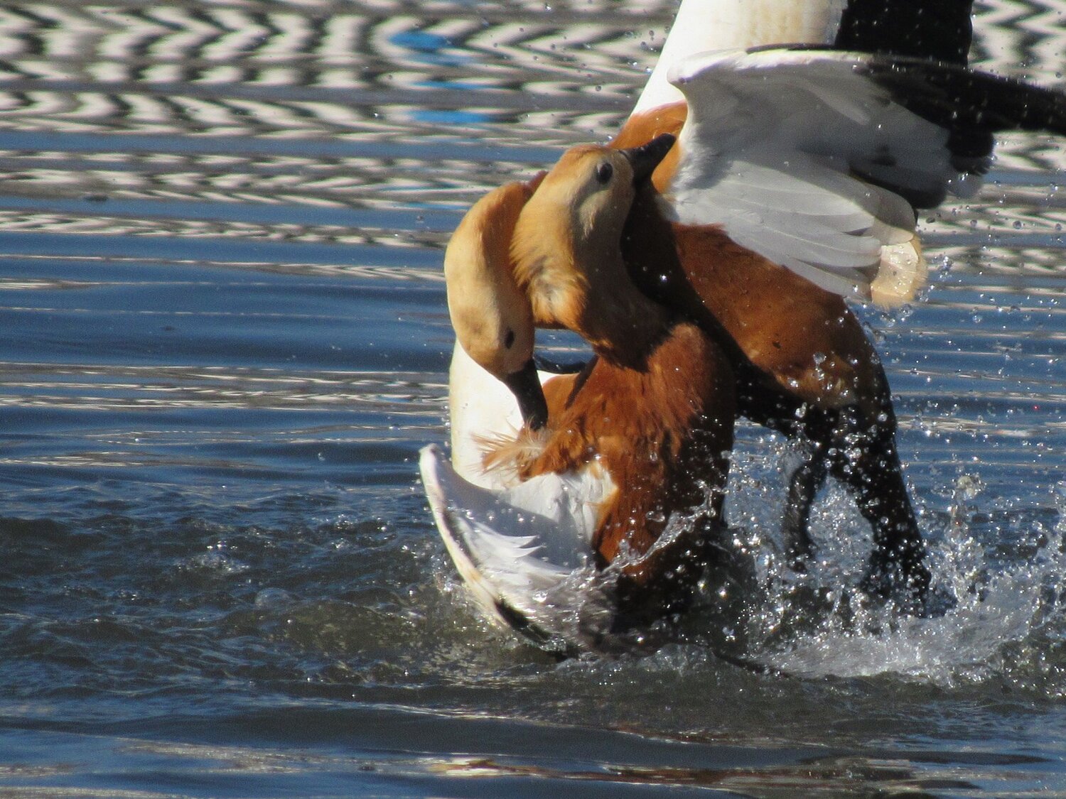 Photo #12385790