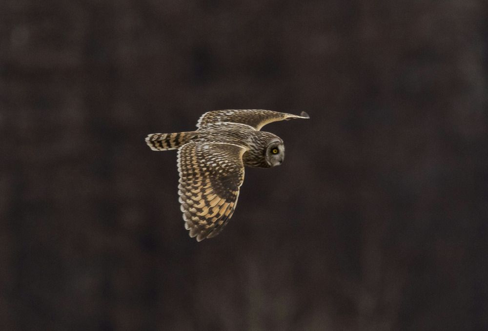 Фотография автора Юлия Егорова