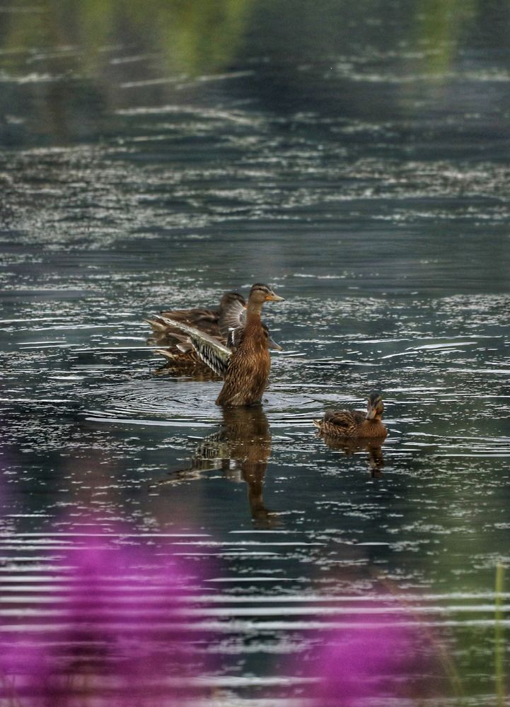 Фотография автора Юлия Егорова