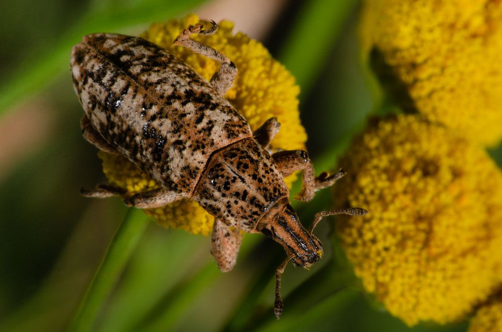 Вредный красивый  жучок