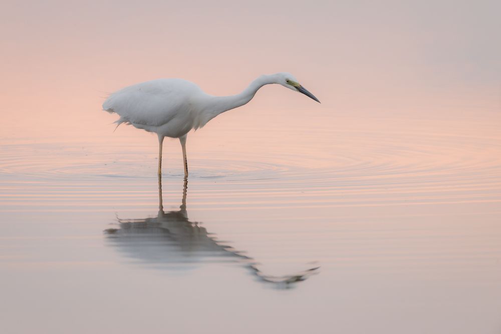 Большая белая цапля