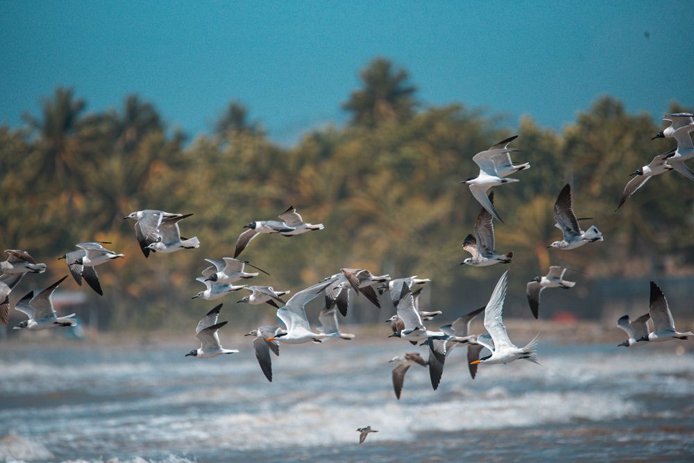 Photograph by Charlemagne Louvensky Wisner