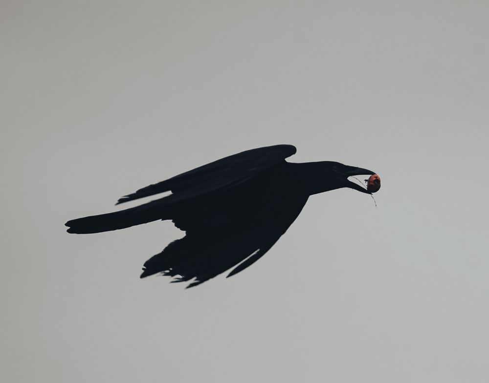 Photograph by Charlemagne Louvensky Wisner