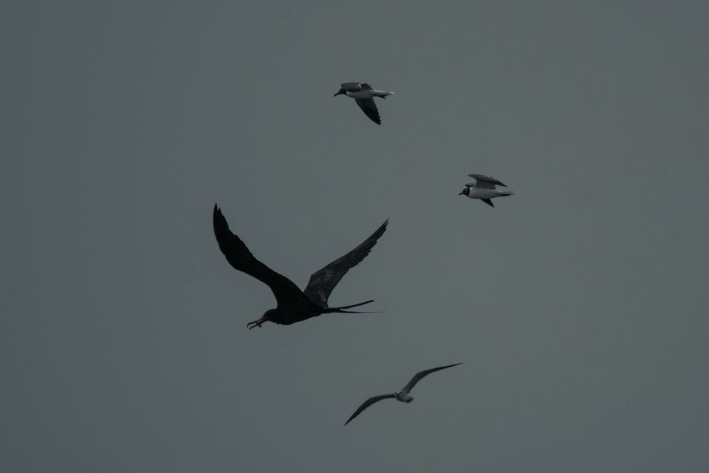 Photograph by Charlemagne Louvensky Wisner