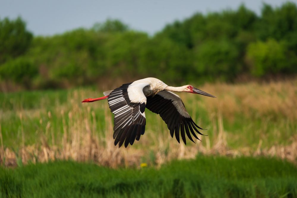 Дальневосточный аист в полёте