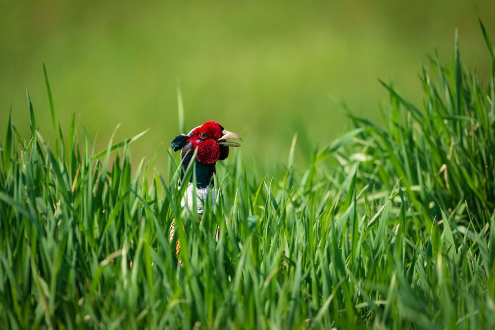 Портрет фазана