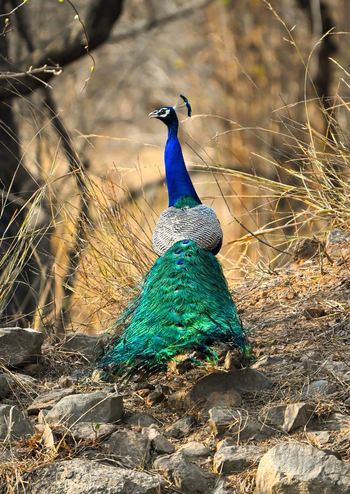 Photograph by Vikrant Khedekar