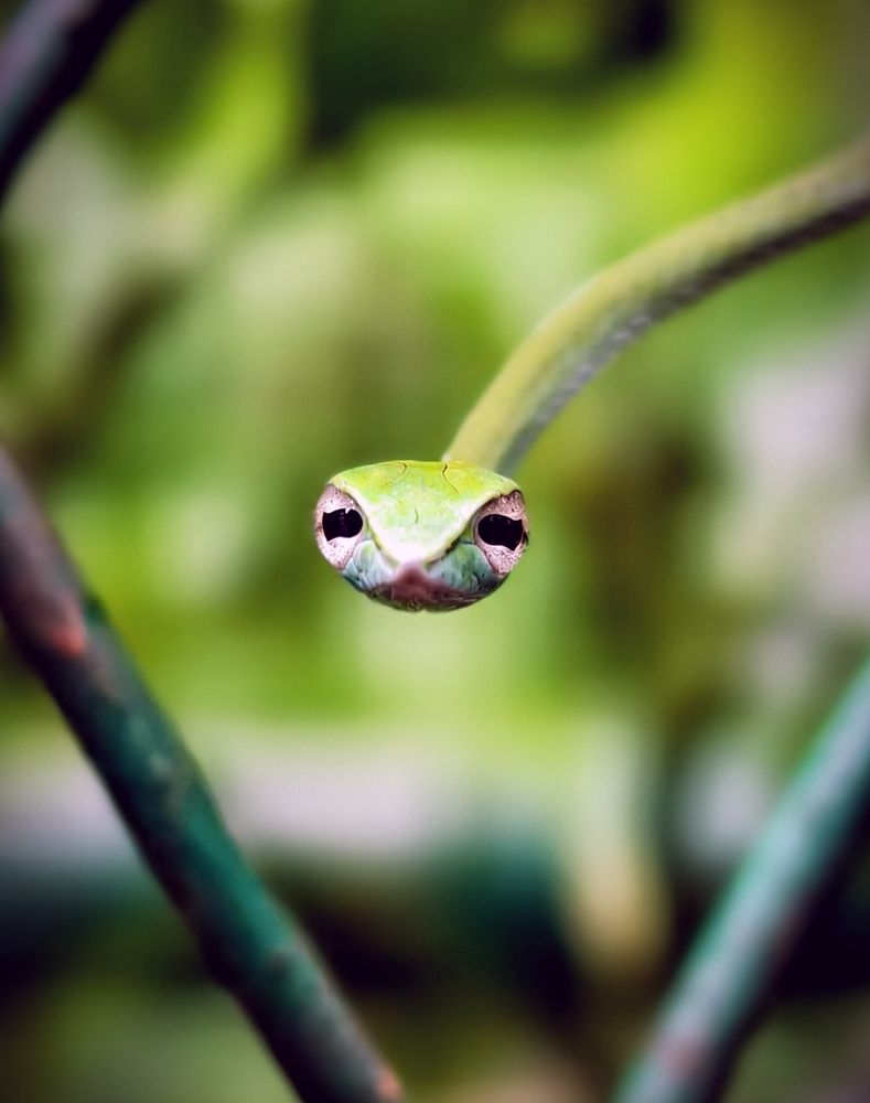 Photograph by Vikrant Khedekar