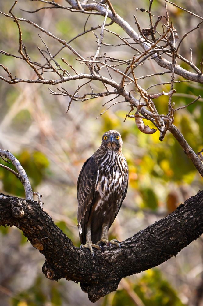 Photograph by Vikrant Khedekar