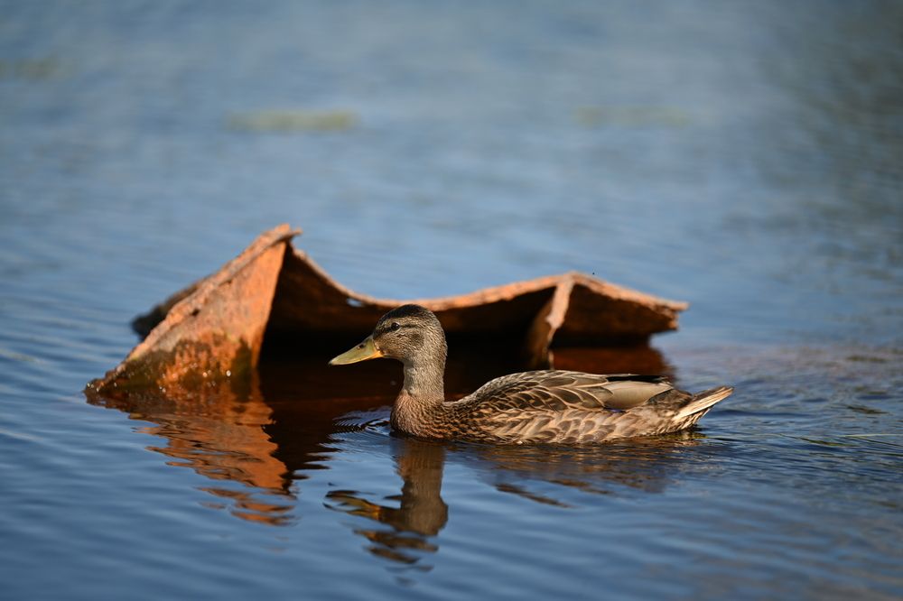 Photograph by Анжелика Александрова