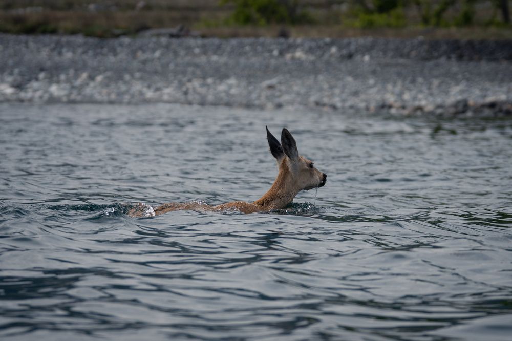 Photograph by Света Трифоненкова