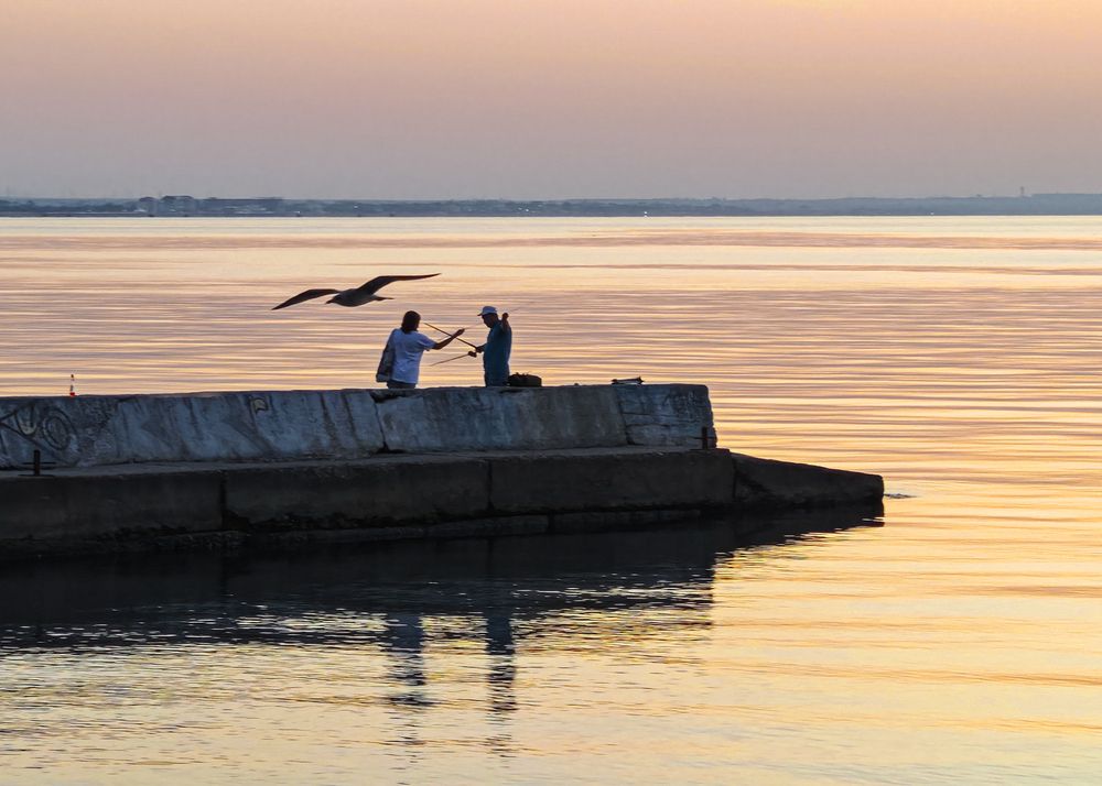 И чайка чувствует улов
