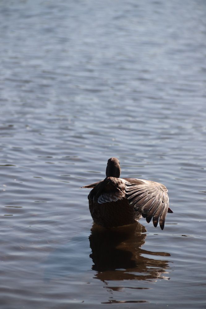 Фотография автора Лилия Хохлова