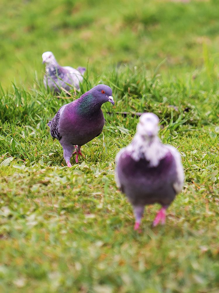 Голубиный марш